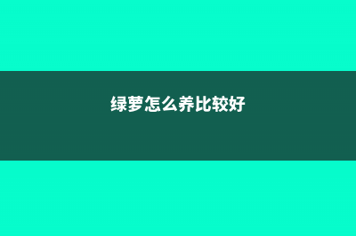 绿萝怎么养 (绿萝怎么养比较好)