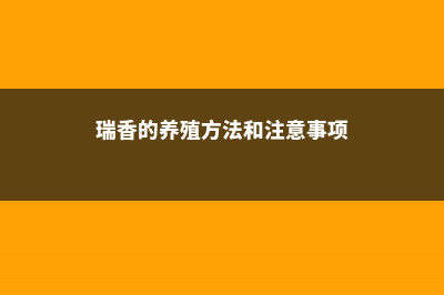 瑞香的养殖方法和注意事项 (瑞香的养殖方法和注意事项)