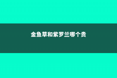 金鱼草和紫罗兰的区别 (金鱼草和紫罗兰哪个贵)