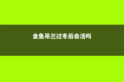 金鱼吊兰冬天会死吗 (金鱼吊兰过冬后会活吗)