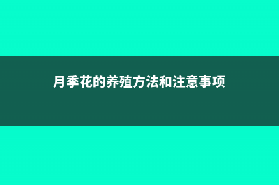 月季花的养殖方法 (月季花的养殖方法和注意事项)