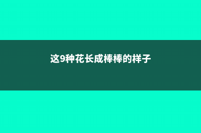 这9种花长成棒棒糖，只需3个小动作，邻居羡慕得翻墙偷！ (这9种花长成棒棒的样子)