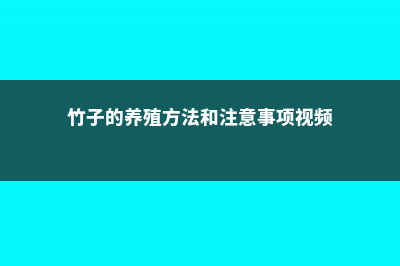 竹子的养殖方法和注意事项 (竹子的养殖方法和注意事项视频)