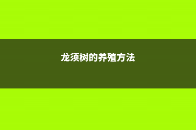 龙须树的养殖方法和注意事项 (龙须树的养殖方法)