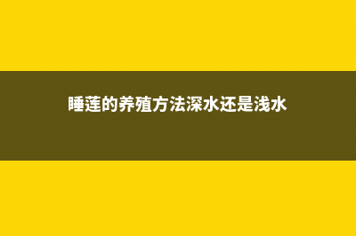 睡莲的养殖方法和注意事项 (睡莲的养殖方法深水还是浅水)