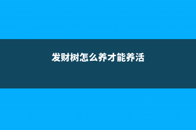 发财树怎么养 (发财树怎么养才能养活)