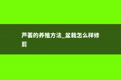 芦荟的养殖方法和注意事项 (芦荟的养殖方法 盆栽怎么样修剪)