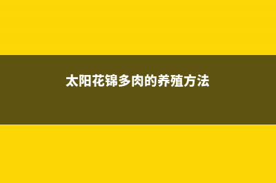 多肉的养殖方法和注意事项 (太阳花锦多肉的养殖方法)