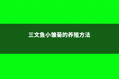 雏菊的养殖方法和注意事项 (三文鱼小雏菊的养殖方法)