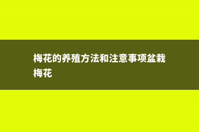 梅花的养殖方法和注意事项 (梅花的养殖方法和注意事项盆栽梅花)