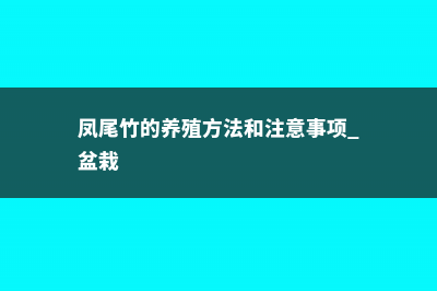 凤尾竹的养殖方法和注意事项 (凤尾竹的养殖方法和注意事项 盆栽)