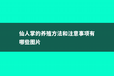 仙人掌的养殖方法和注意事项 (仙人掌的养殖方法和注意事项有哪些图片)