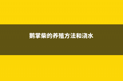 鹅掌柴的养殖方法和注意事项 (鹅掌柴的养殖方法和浇水)