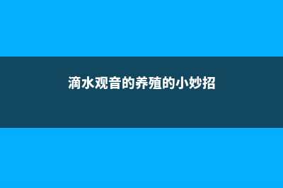 滴水观音的养殖方法和注意事项 (滴水观音的养殖的小妙招)