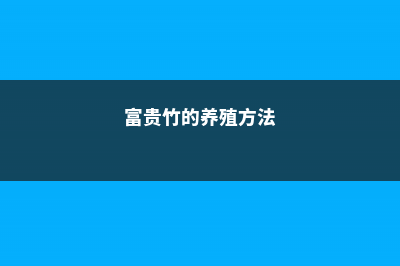 富贵竹的养殖方法和注意事项 (富贵竹的养殖方法)