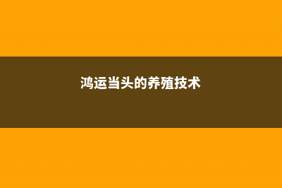 鸿运当头的养殖方法和注意事项 (鸿运当头的养殖技术)