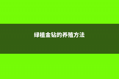 金钻的养殖方法和注意事项 (绿植金钻的养殖方法)