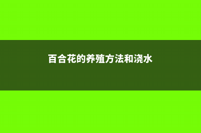 百合花的养殖方法和注意事项 (百合花的养殖方法和浇水)