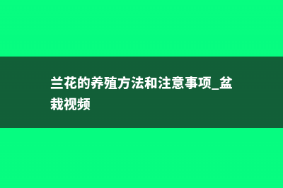 兰花的养殖方法和注意事项 (兰花的养殖方法和注意事项 盆栽视频)