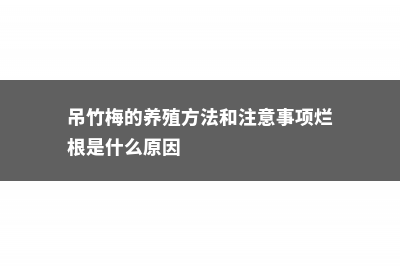 吊竹梅的养殖方法和注意事项 (吊竹梅的养殖方法和注意事项烂根是什么原因)