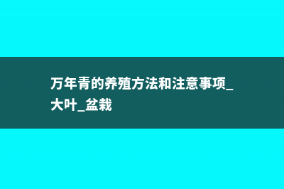 万年青的养殖方法和注意事项 (万年青的养殖方法和注意事项 大叶 盆栽)