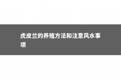 虎皮兰的养殖方法和注意事项 (虎皮兰的养殖方法和注意风水事项)