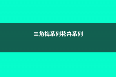 月季多肉三角梅…这6款花园，没钱也能建！ (三角梅系列花卉系列)