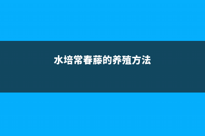 水培常春藤的养殖方法和注意事项 (水培常春藤的养殖方法)