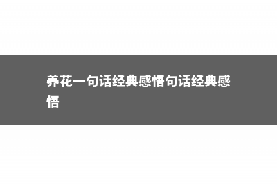 养花全靠1句话，100%保活！ (养花一句话经典感悟句话经典感悟)