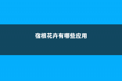 宿根花卉有哪些 (宿根花卉有哪些应用)