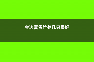 金边富贵竹的养殖方法和注意事项 (金边富贵竹养几只最好)