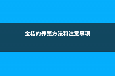 金桔的养殖方法和注意事项 (金桔的养殖方法和注意事项)