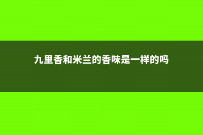 九里香和米兰的区别 (九里香和米兰的香味是一样的吗)