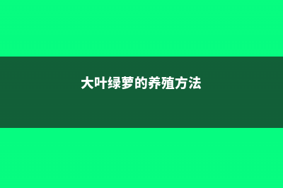 绿萝的养殖方法和注意事项 (大叶绿萝的养殖方法)