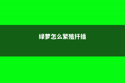 绿萝怎么繁殖 (绿萝怎么繁殖扦插)