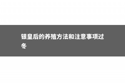 银皇帝的养殖方法及注意事项 (银皇后的养殖方法和注意事项过冬)