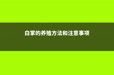 白掌的养殖方法和注意事项 (白掌的养殖方法和注意事项)