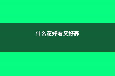 春天养什么花好 (什么花好看又好养)