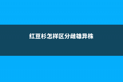 红豆杉雌雄株怎样分辨 (红豆杉怎样区分雌雄异株)