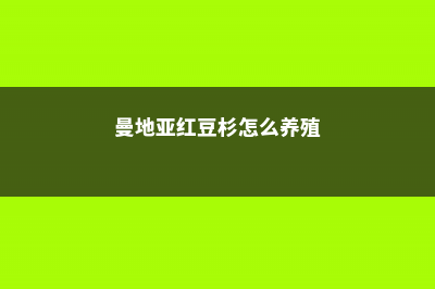 曼地亚红豆杉怎么养 (曼地亚红豆杉怎么养殖)