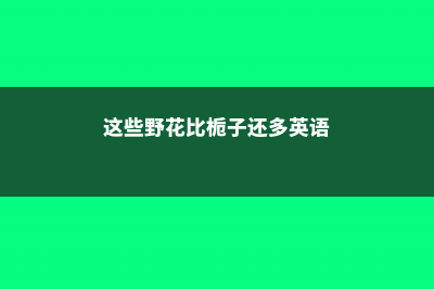 这些野花比栀子月季还好看，再不采，就要被别人采光了！ (这些野花比栀子还多英语)