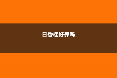 日香桂怎么养 (日香桂好养吗)