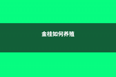 金桂的养殖方法及注意事项 (金桂如何养殖)