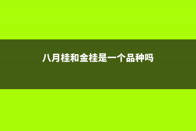 金桂和八月桂的区别 (八月桂和金桂是一个品种吗)