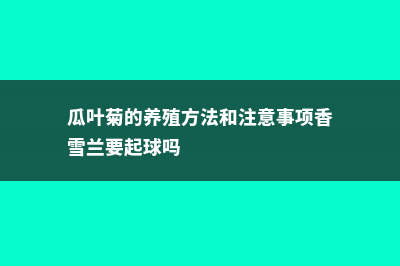 瓜叶菊的养殖方法和注意事项 (瓜叶菊的养殖方法和注意事项香雪兰要起球吗)