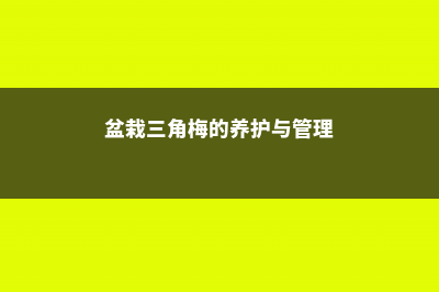 盆栽三角梅的养殖方法和注意事项 (盆栽三角梅的养护与管理)