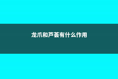 龙爪和芦荟有什么区别 (龙爪和芦荟有什么作用)