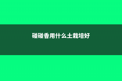 碰碰香用什么土养殖 (碰碰香用什么土栽培好)