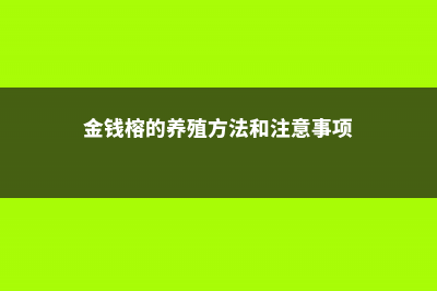 金钱榕的养殖方法和注意事项 (金钱榕的养殖方法和注意事项)