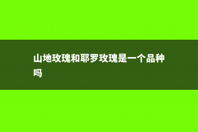 耶罗粉山地玫瑰怎么养 (山地玫瑰和耶罗玫瑰是一个品种吗)